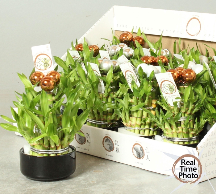 <h4>DRA LUCKY BAMBOO</h4>