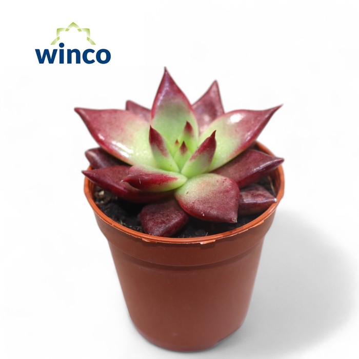 <h4>Echeveria Romeo</h4>