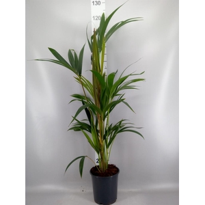 Howea forsteriana
