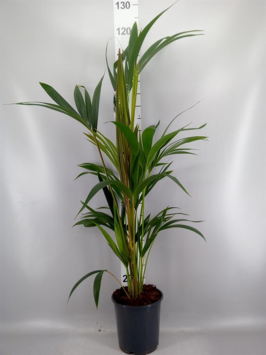 <h4>Howea forsteriana</h4>