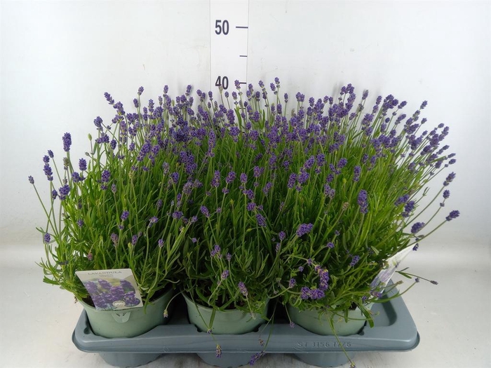 <h4>Lavandula angus. 'Hidcote'</h4>