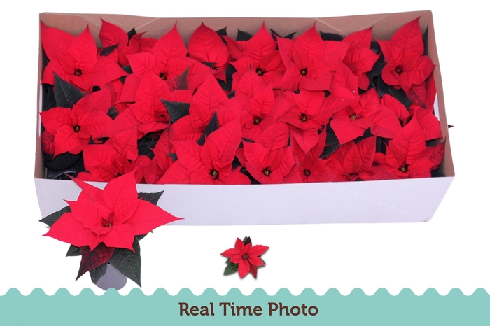 <h4>EUPHOR P CHR F RED</h4>