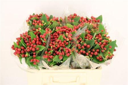 <h4>Hyp Mag Lightning</h4>