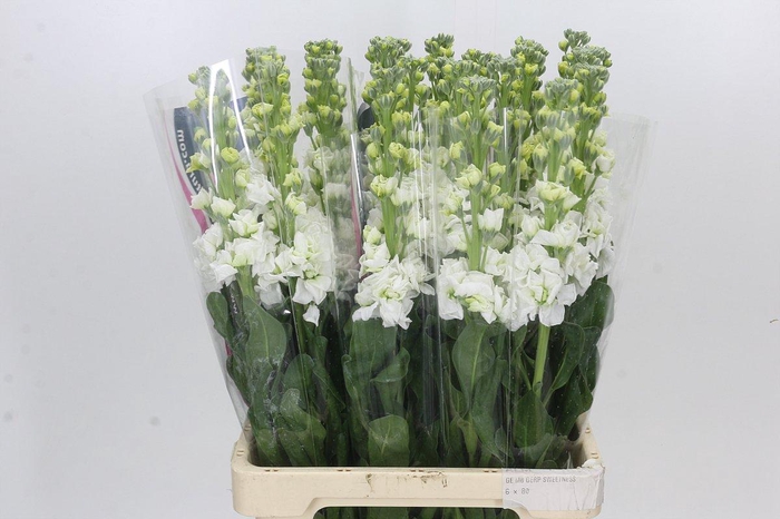 <h4>Matthiola Iron White</h4>