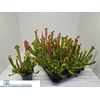 arr8 Sarracenia Ov