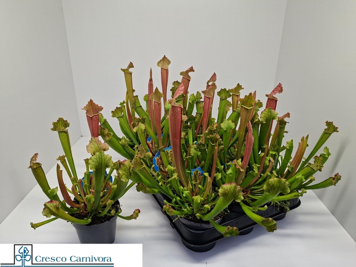 arr8 Sarracenia Ov