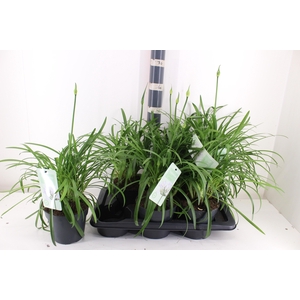 AGAPA SUMMER LOVE WH