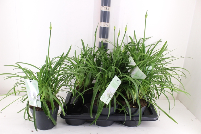 <h4>AGAPA SUMMER LOVE WH</h4>