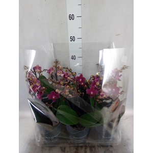 Phalaenopsis multi. 'Ant Chamonix'