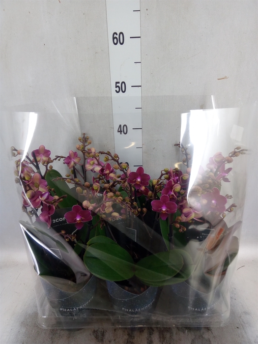<h4>Phalaenopsis multi. 'Ant Chamonix'</h4>