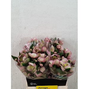 HELL FRK BAYLIS BLUS