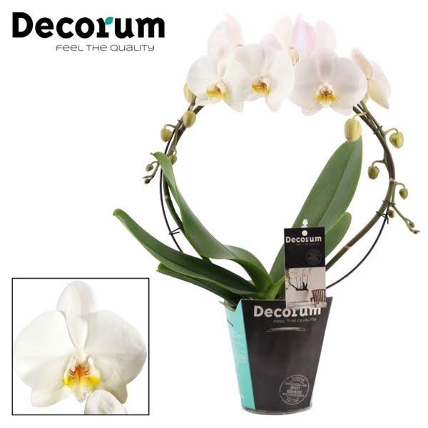 <h4>Phalaenopsis boog wit grootbloemig (Decorum)</h4>