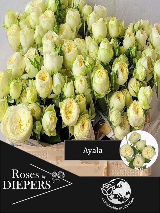 <h4>R Tr Ayala!</h4>