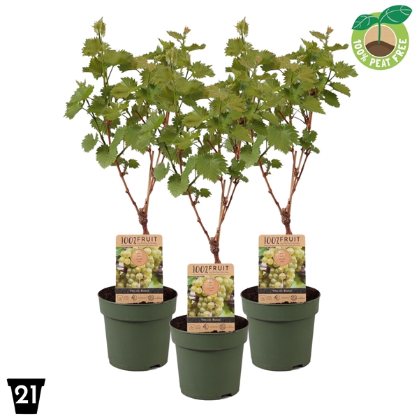 <h4>Vitis vinifera 'Bianca', P21 op stam</h4>