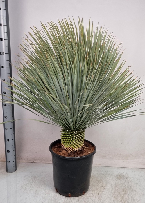 <h4>YUC ROSTRATA</h4>