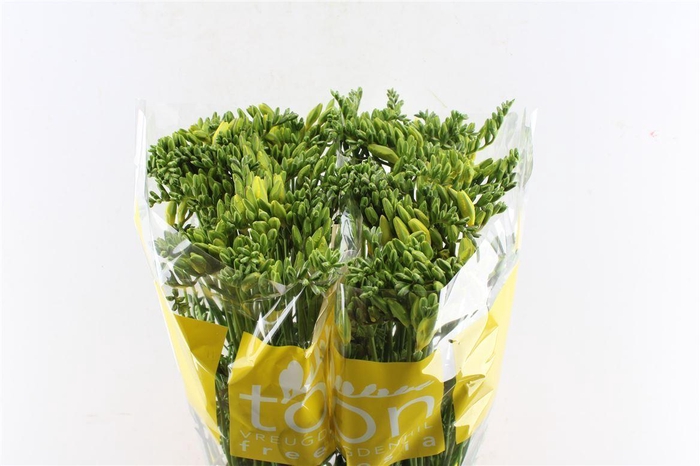 <h4>Fr En Dukaat Yellow</h4>