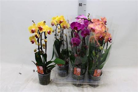 Phal El Cascade