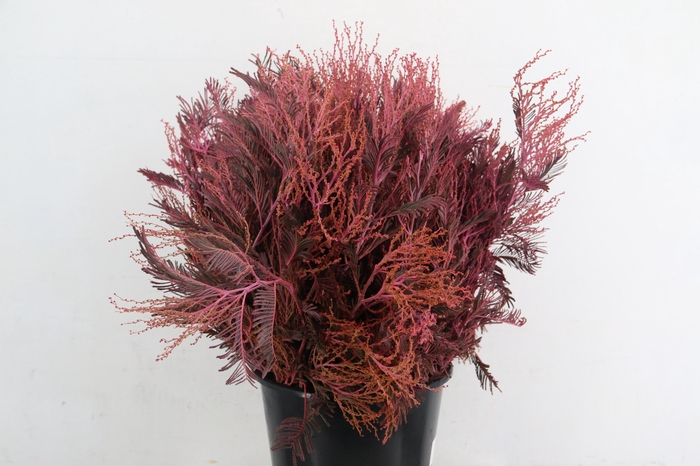 <h4>ACACIA MIMOSA DEALBATA PINK 200GR</h4>