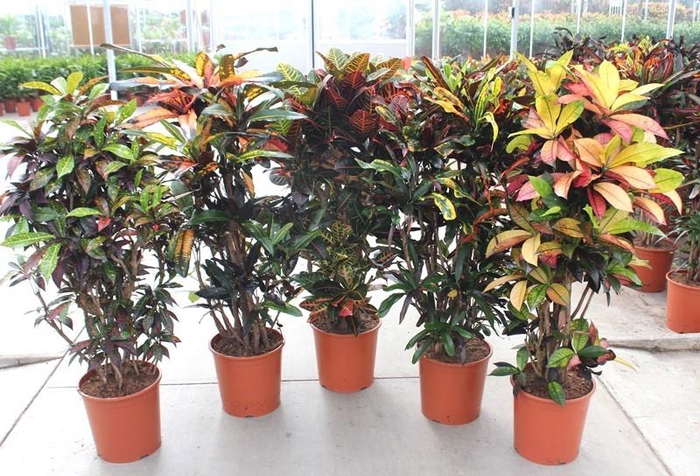 <h4>Codiaeum mix (Croton mix)</h4>