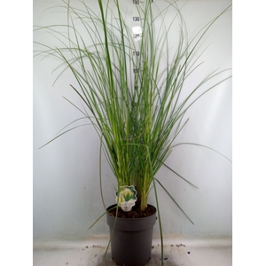 Cortaderia sell. 'Pumila'