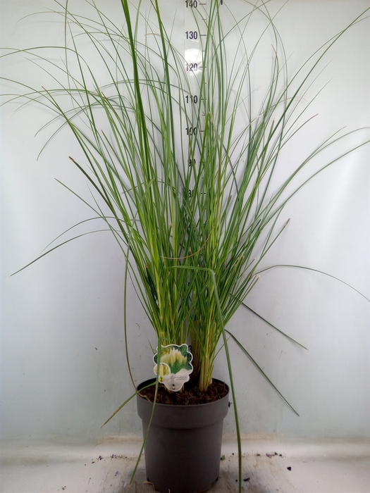 <h4>Cortaderia sell. 'Pumila'</h4>