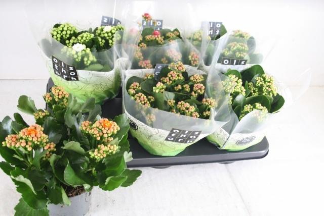 <h4>KAL GE GEM 4 KL</h4>