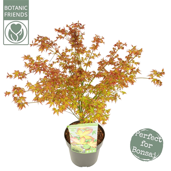 <h4>Acer palm. 'Little Princess'</h4>