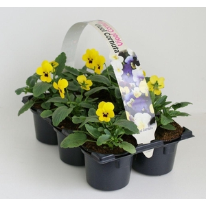 Viola Co Geel Met Oog Sixpack