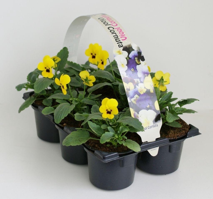 <h4>Viola Co Geel Met Oog Sixpack</h4>