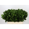 Ruscus aculeatus   ...groot blad