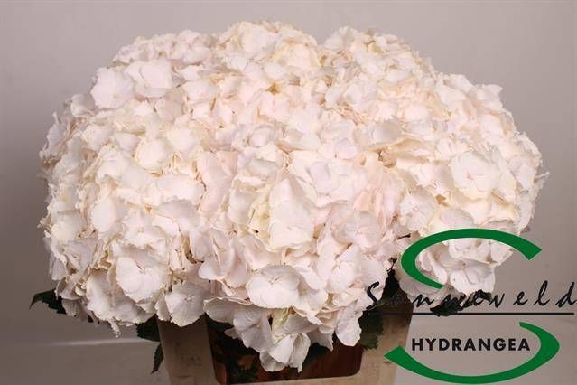 <h4>HYDR M CH SW VERENA</h4>