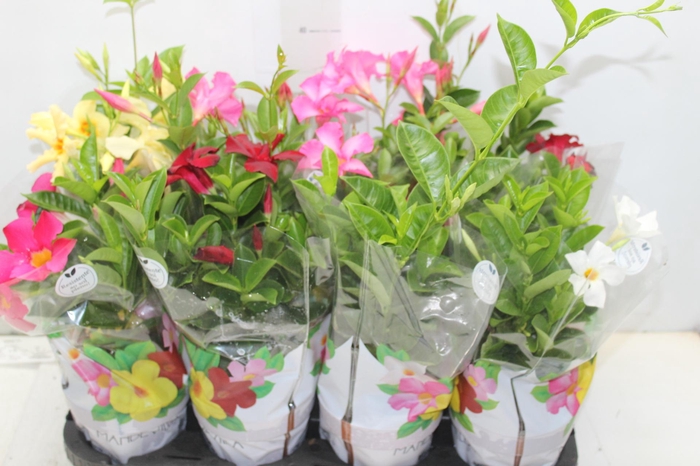 <h4>DIPLADENIA P15</h4>