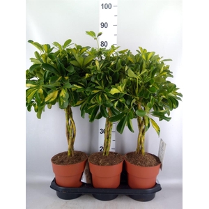 Schefflera arbor. 'Gold Capella'