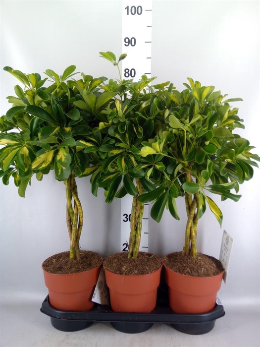 <h4>Schefflera arbor. 'Gold Capella'</h4>