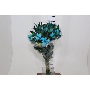ALSTROEMERIA TINGIDA 080 CM AZUL