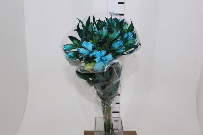 ALSTROEMERIA TINGIDA 080 CM AZUL