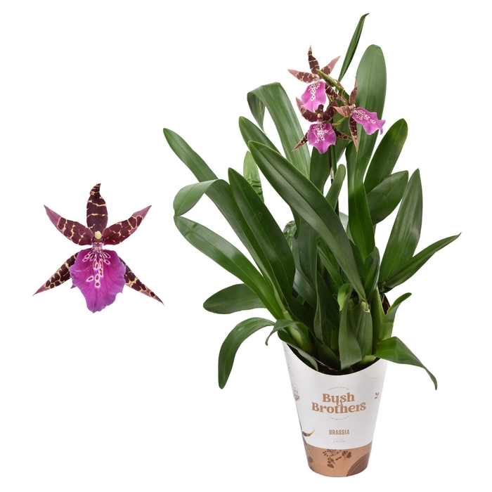 <h4>Brassia Summer Dream</h4>