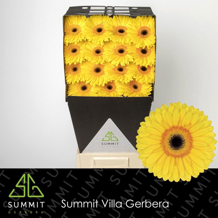 <h4>GE GR APOLLO</h4>