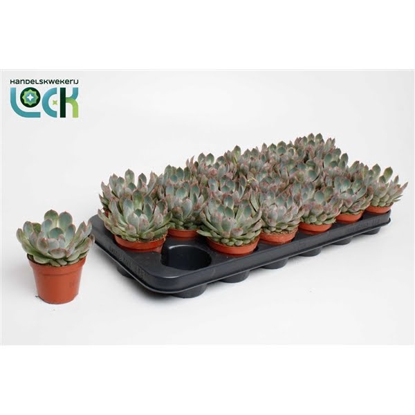 <h4>Echeveria Apus</h4>