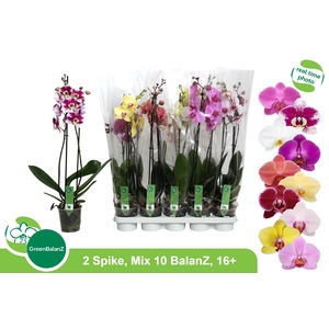 PHAL GEM 10 KL