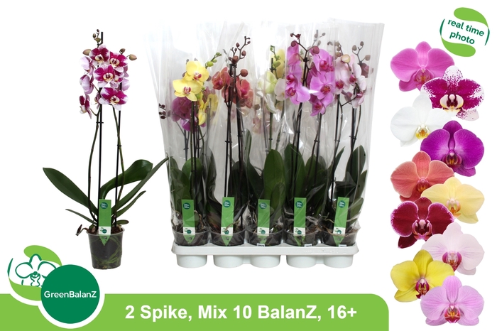 <h4>PHAL GEM 10 KL</h4>