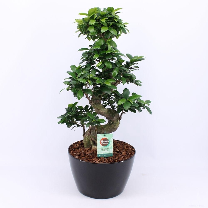 <h4>Ficus Mi Ginseng Keramiek Zwart</h4>