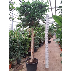 Ficus Nitida Stam 3.50