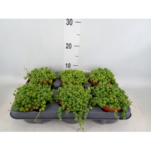 Senecio rowleyanus