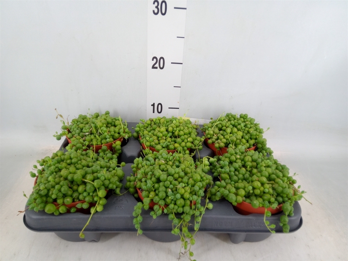 <h4>Senecio rowleyanus</h4>