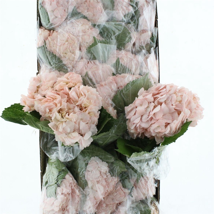 <h4>Hydr M Light Pink Premium 60-18</h4>