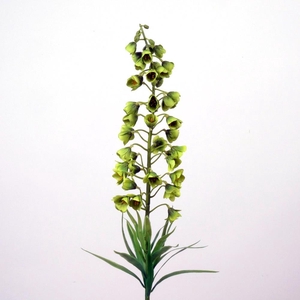 AF Fritillaria Pers. L75cm gr