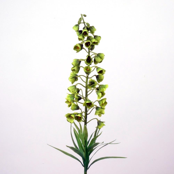 <h4>AF Fritillaria Pers. L75cm gr</h4>