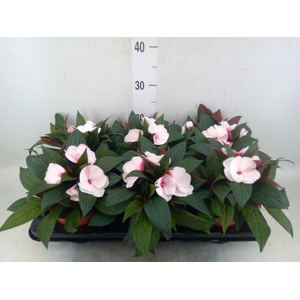 Impatiens NG 'White Pink Eye'