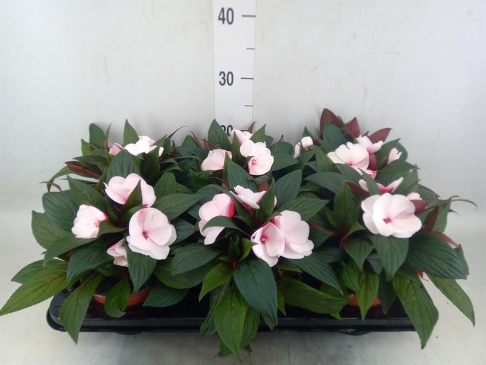 <h4>Impatiens NG 'White Pink Eye'</h4>